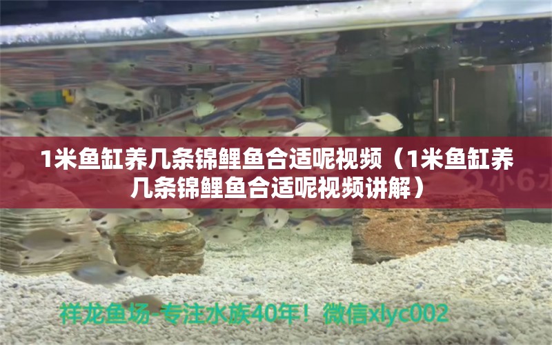 1米魚缸養(yǎng)幾條錦鯉魚合適呢視頻（1米魚缸養(yǎng)幾條錦鯉魚合適呢視頻講解） 魚缸百科