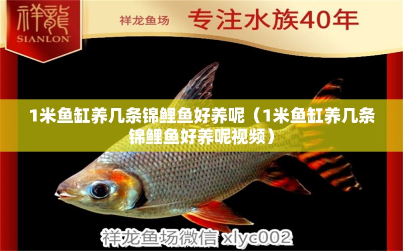 1米魚缸養(yǎng)幾條錦鯉魚好養(yǎng)呢（1米魚缸養(yǎng)幾條錦鯉魚好養(yǎng)呢視頻） 魚缸百科