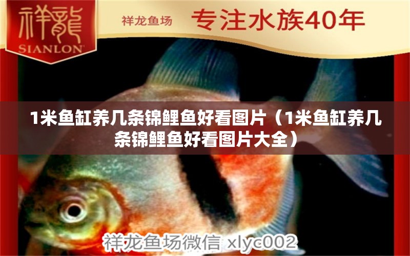 1米魚缸養(yǎng)幾條錦鯉魚好看圖片（1米魚缸養(yǎng)幾條錦鯉魚好看圖片大全） 魚缸百科