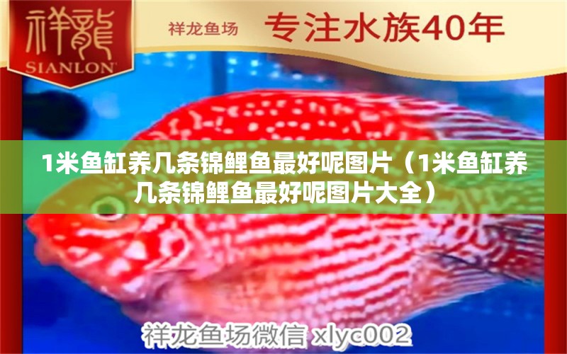 1米魚缸養(yǎng)幾條錦鯉魚最好呢圖片（1米魚缸養(yǎng)幾條錦鯉魚最好呢圖片大全） 魚缸百科