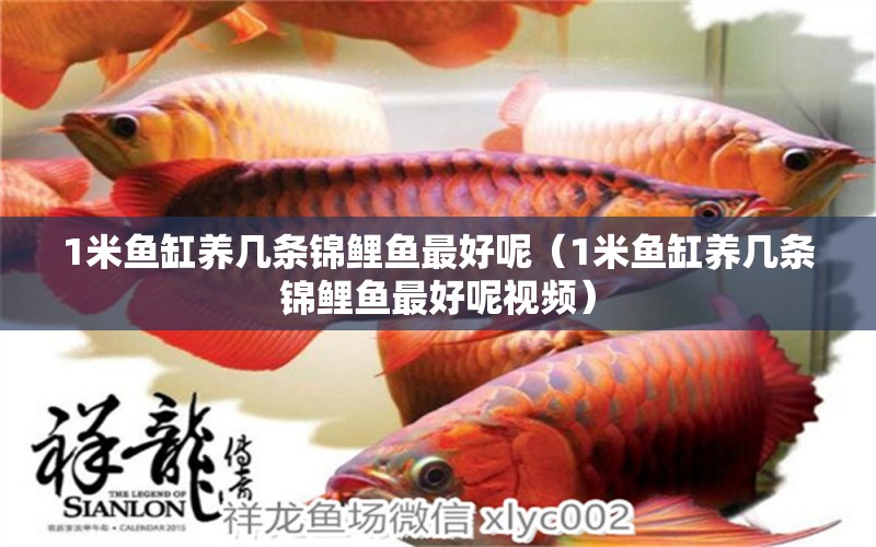 1米魚缸養(yǎng)幾條錦鯉魚最好呢（1米魚缸養(yǎng)幾條錦鯉魚最好呢視頻）