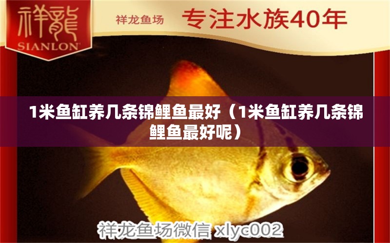 1米魚缸養(yǎng)幾條錦鯉魚最好（1米魚缸養(yǎng)幾條錦鯉魚最好呢） 魚缸百科