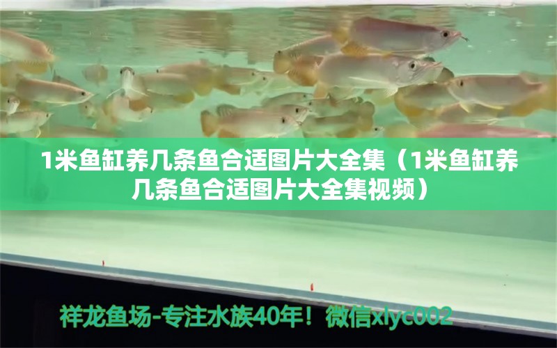 1米魚缸養(yǎng)幾條魚合適圖片大全集（1米魚缸養(yǎng)幾條魚合適圖片大全集視頻） 魚缸百科