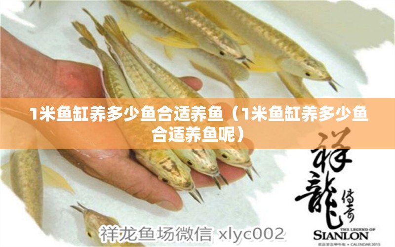 1米魚缸養(yǎng)多少魚合適養(yǎng)魚（1米魚缸養(yǎng)多少魚合適養(yǎng)魚呢） 魚缸百科