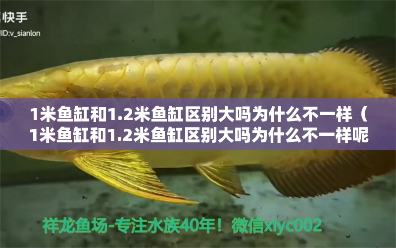 1米魚缸和1.2米魚缸區(qū)別大嗎為什么不一樣（1米魚缸和1.2米魚缸區(qū)別大嗎為什么不一樣呢） 魚缸百科