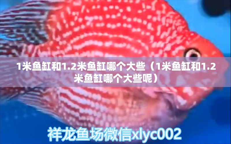 1米魚缸和1.2米魚缸哪個大些（1米魚缸和1.2米魚缸哪個大些呢）