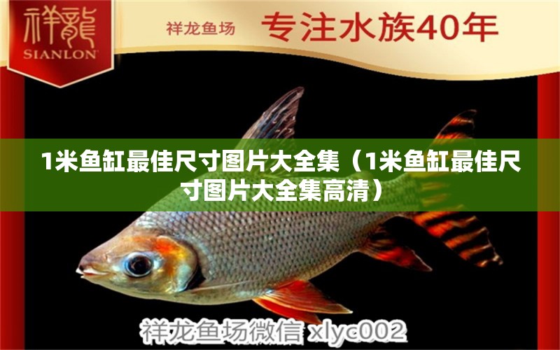 1米魚(yú)缸最佳尺寸圖片大全集（1米魚(yú)缸最佳尺寸圖片大全集高清） 魚(yú)缸百科