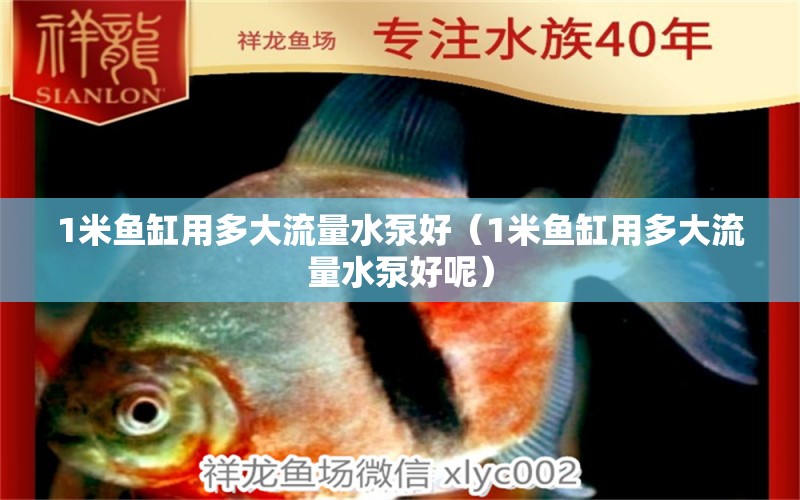 1米魚缸用多大流量水泵好（1米魚缸用多大流量水泵好呢） 魚缸百科