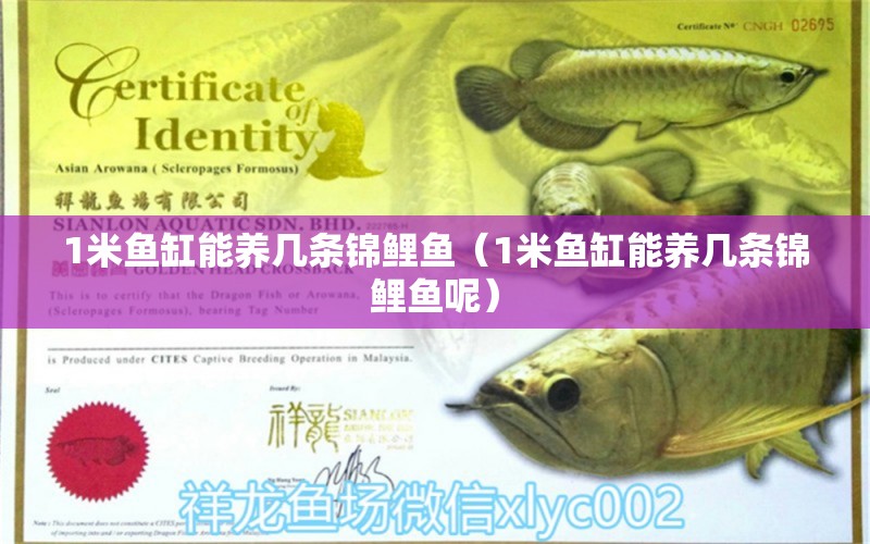 1米魚缸能養(yǎng)幾條錦鯉魚（1米魚缸能養(yǎng)幾條錦鯉魚呢） 魚缸百科