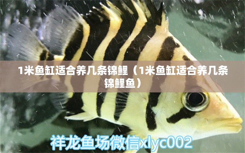 1米魚缸適合養(yǎng)幾條錦鯉（1米魚缸適合養(yǎng)幾條錦鯉魚）