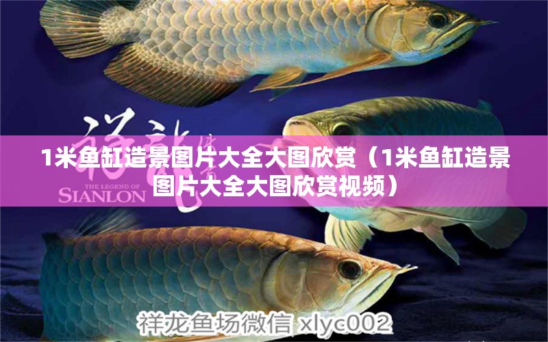 1米魚缸造景圖片大全大圖欣賞（1米魚缸造景圖片大全大圖欣賞視頻） 魚缸百科