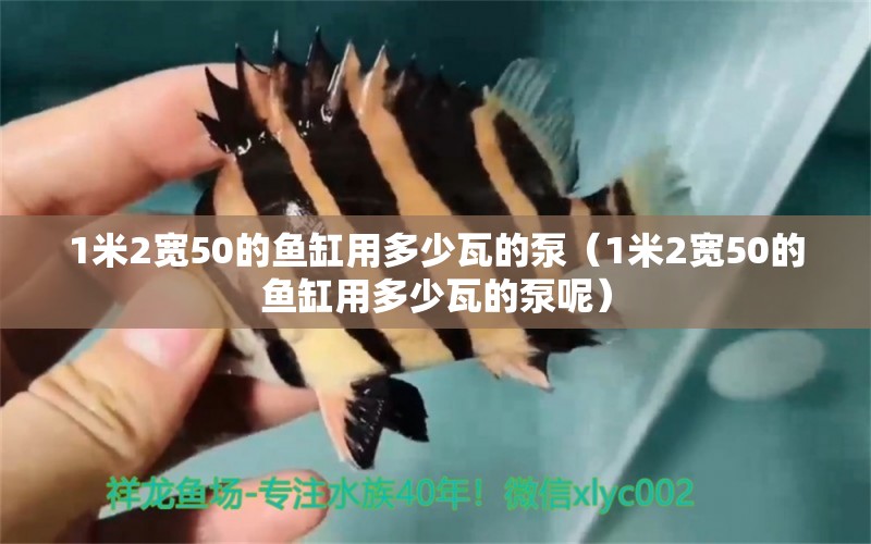 1米2寬50的魚缸用多少瓦的泵（1米2寬50的魚缸用多少瓦的泵呢） 魚缸百科