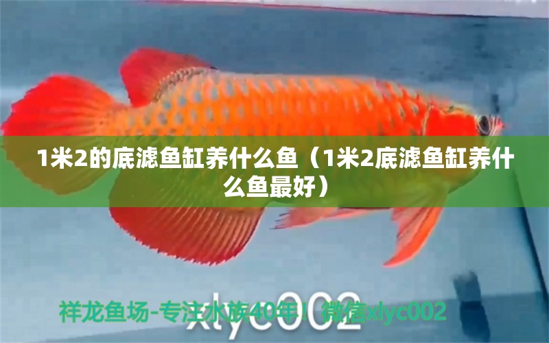 1米2的底濾魚缸養(yǎng)什么魚（1米2底濾魚缸養(yǎng)什么魚最好） 其他品牌魚缸