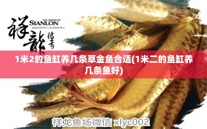 1米2的魚缸養(yǎng)幾條草金魚合適(1米二的魚缸養(yǎng)幾條魚好) 水族世界 第1張