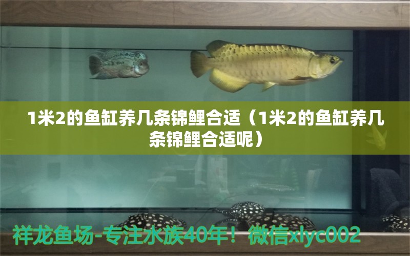 1米2的魚缸養(yǎng)幾條錦鯉合適（1米2的魚缸養(yǎng)幾條錦鯉合適呢） 魚缸百科