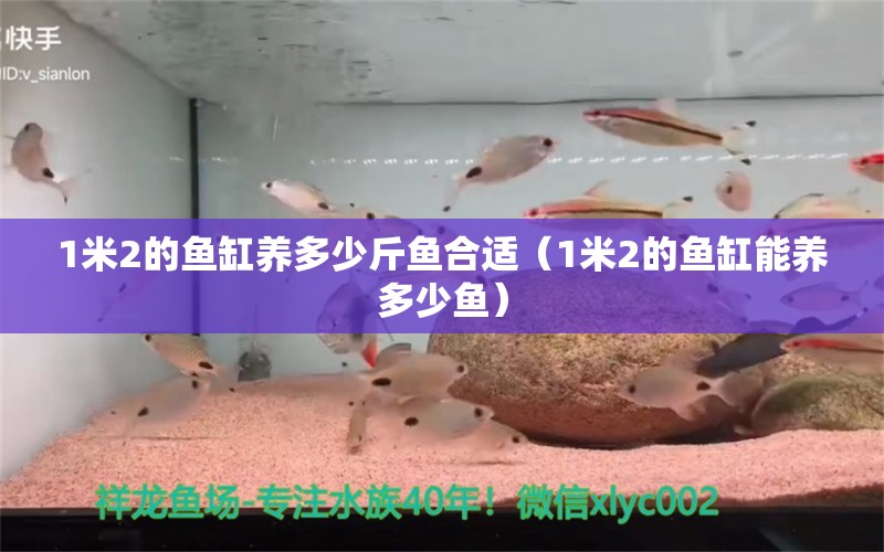 1米2的魚缸養(yǎng)多少斤魚合適（1米2的魚缸能養(yǎng)多少魚） 魚缸百科