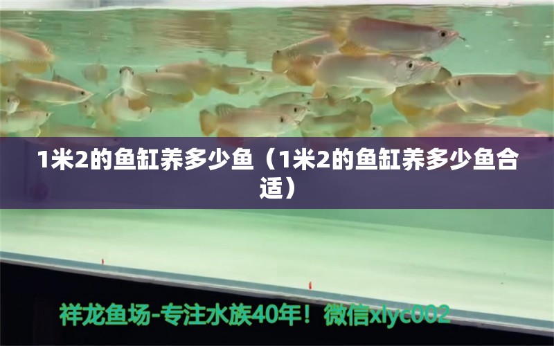 1米2的魚缸養(yǎng)多少魚（1米2的魚缸養(yǎng)多少魚合適） 魚缸百科