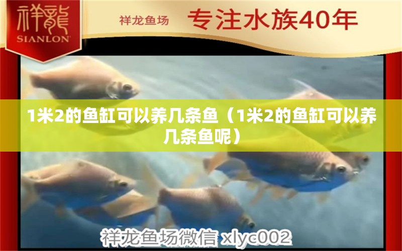 1米2的魚缸可以養(yǎng)幾條魚（1米2的魚缸可以養(yǎng)幾條魚呢） 魚缸百科