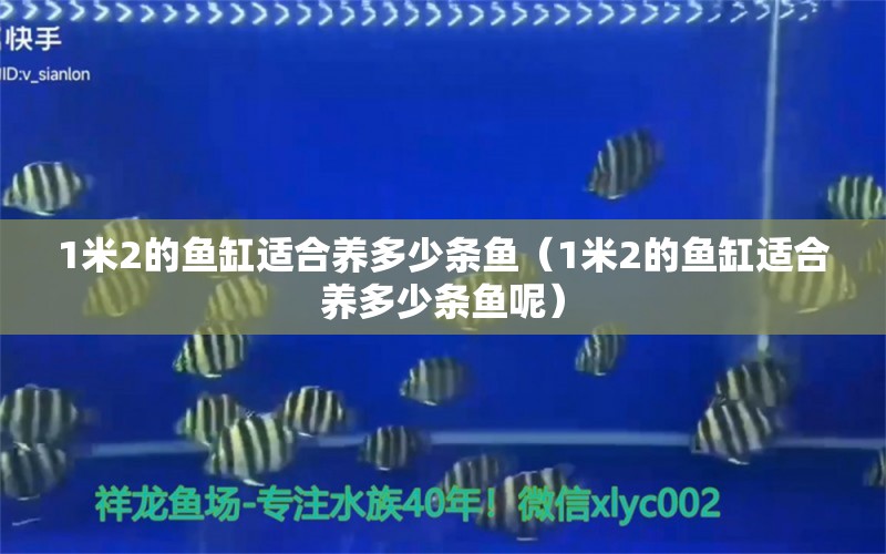 1米2的魚缸適合養(yǎng)多少條魚（1米2的魚缸適合養(yǎng)多少條魚呢） 魚缸百科