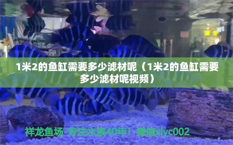 1米2的魚缸需要多少濾材呢（1米2的魚缸需要多少濾材呢視頻）