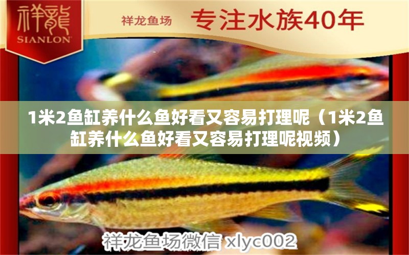 1米2魚(yú)缸養(yǎng)什么魚(yú)好看又容易打理呢（1米2魚(yú)缸養(yǎng)什么魚(yú)好看又容易打理呢視頻）