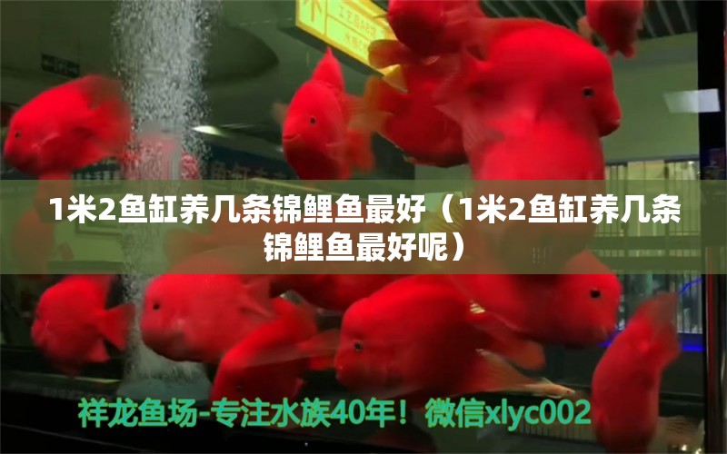 1米2魚缸養(yǎng)幾條錦鯉魚最好（1米2魚缸養(yǎng)幾條錦鯉魚最好呢）