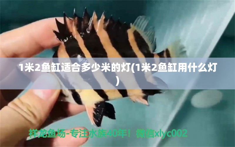 1米2魚缸適合多少米的燈(1米2魚缸用什么燈)