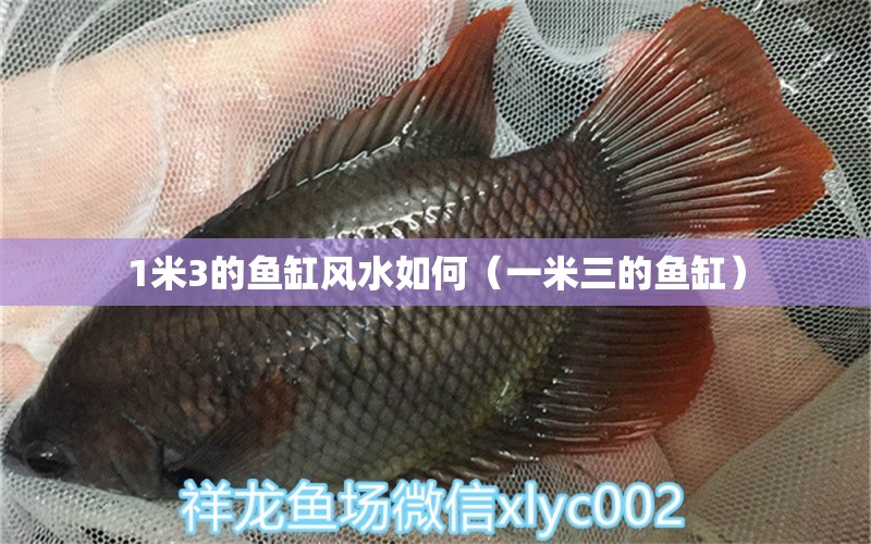 1米3的魚缸風(fēng)水如何（一米三的魚缸） 魚缸風(fēng)水