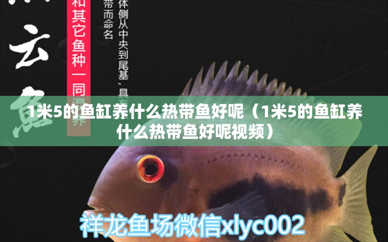 1米5的魚缸養(yǎng)什么熱帶魚好呢（1米5的魚缸養(yǎng)什么熱帶魚好呢視頻）