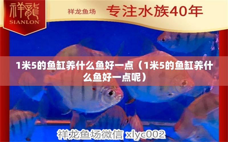 1米5的魚缸養(yǎng)什么魚好一點(diǎn)（1米5的魚缸養(yǎng)什么魚好一點(diǎn)呢）