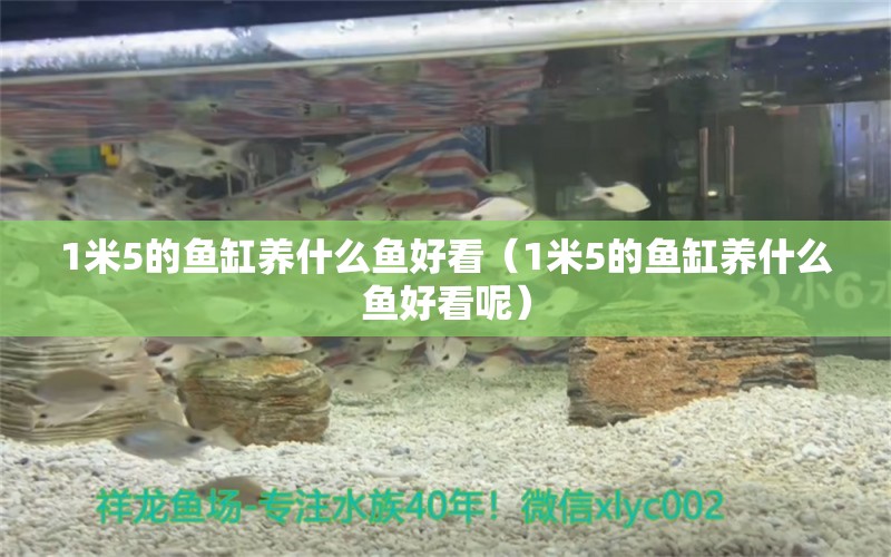 1米5的魚缸養(yǎng)什么魚好看（1米5的魚缸養(yǎng)什么魚好看呢）