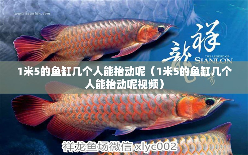 1米5的魚缸幾個人能抬動呢（1米5的魚缸幾個人能抬動呢視頻） 魚缸百科