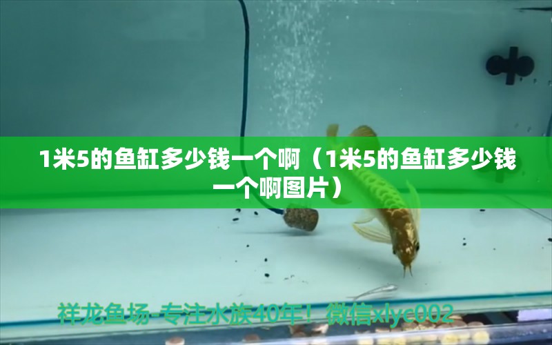 1米5的魚缸多少錢一個(gè)?。?米5的魚缸多少錢一個(gè)啊圖片）