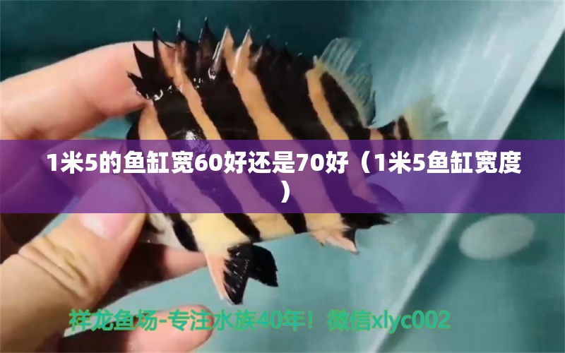 1米5的魚缸寬60好還是70好（1米5魚缸寬度）