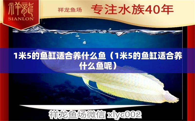 1米5的魚缸適合養(yǎng)什么魚（1米5的魚缸適合養(yǎng)什么魚呢） 魚缸百科