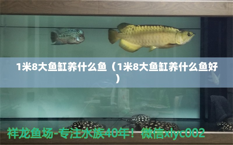 1米8大魚缸養(yǎng)什么魚（1米8大魚缸養(yǎng)什么魚好） 魚缸百科