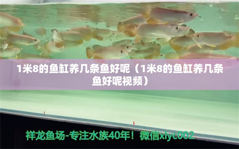 1米8的魚缸養(yǎng)幾條魚好呢（1米8的魚缸養(yǎng)幾條魚好呢視頻） 魚缸百科