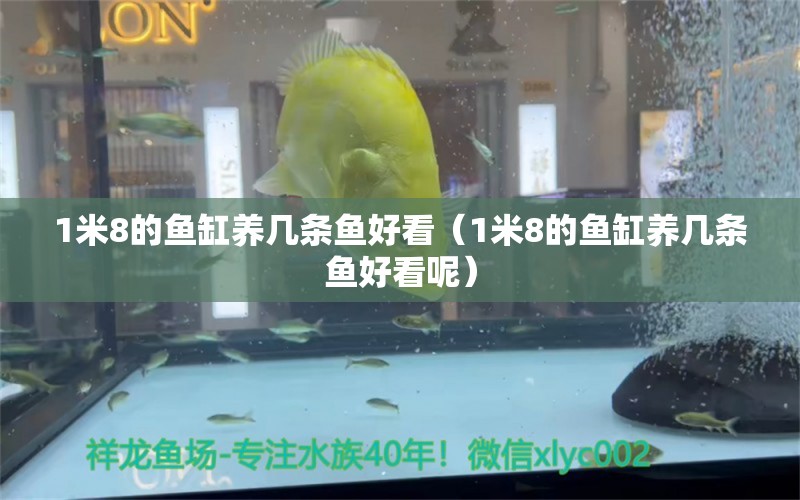 1米8的魚缸養(yǎng)幾條魚好看（1米8的魚缸養(yǎng)幾條魚好看呢） 魚缸百科