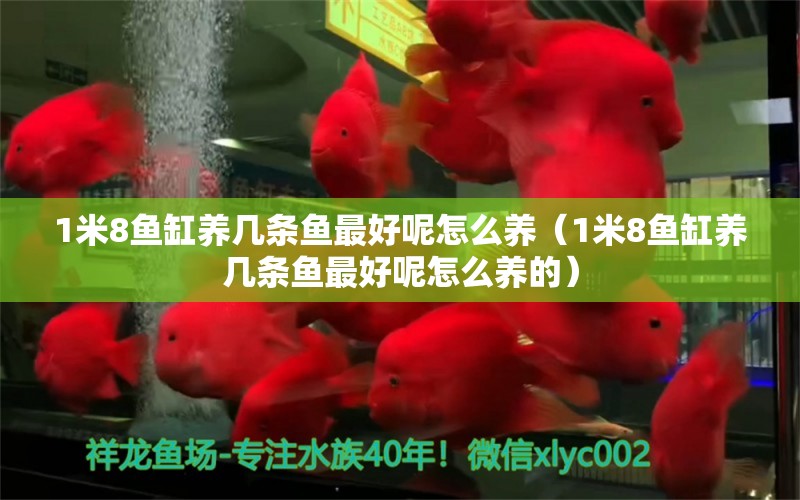 1米8魚缸養(yǎng)幾條魚最好呢怎么養(yǎng)（1米8魚缸養(yǎng)幾條魚最好呢怎么養(yǎng)的） 魚缸百科