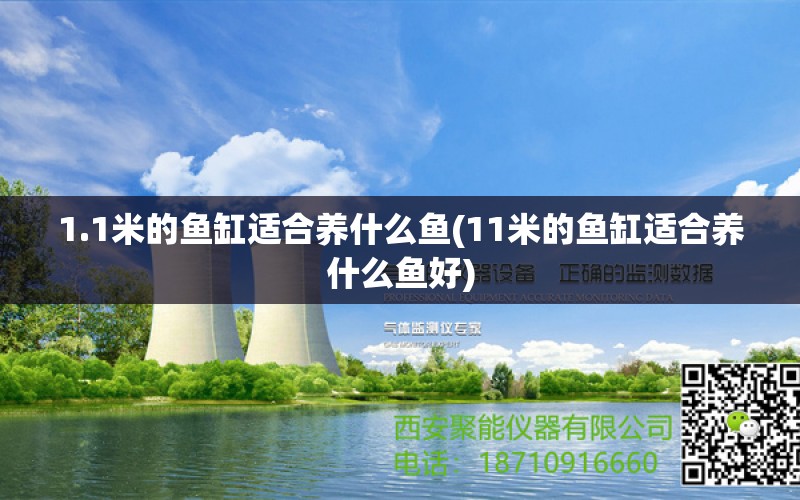 1.1米的魚缸適合養(yǎng)什么魚(11米的魚缸適合養(yǎng)什么魚好) 朱巴利魚