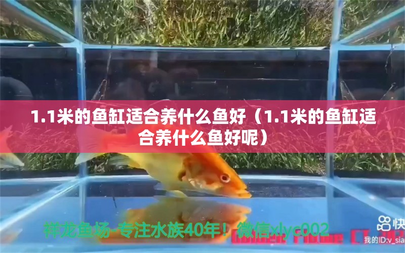 1.1米的魚缸適合養(yǎng)什么魚好（1.1米的魚缸適合養(yǎng)什么魚好呢）