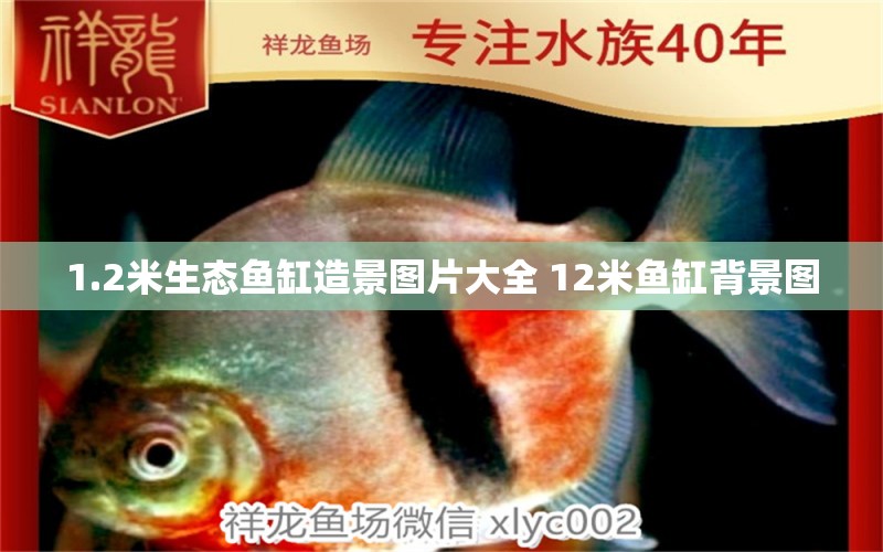 1.2米生態(tài)魚(yú)缸造景圖片大全 12米魚(yú)缸背景圖 虎魚(yú)魚(yú)苗