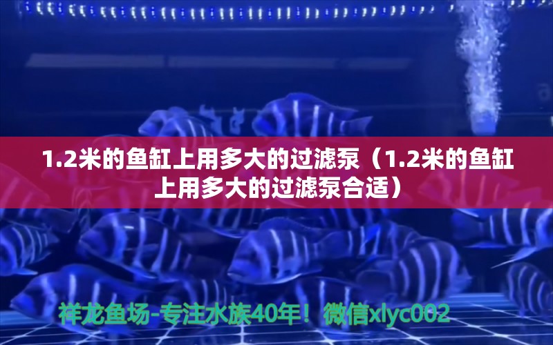 1.2米的魚(yú)缸上用多大的過(guò)濾泵（1.2米的魚(yú)缸上用多大的過(guò)濾泵合適）