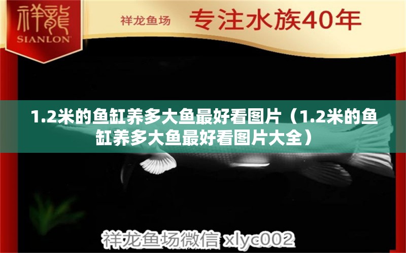 1.2米的魚缸養(yǎng)多大魚最好看圖片（1.2米的魚缸養(yǎng)多大魚最好看圖片大全）