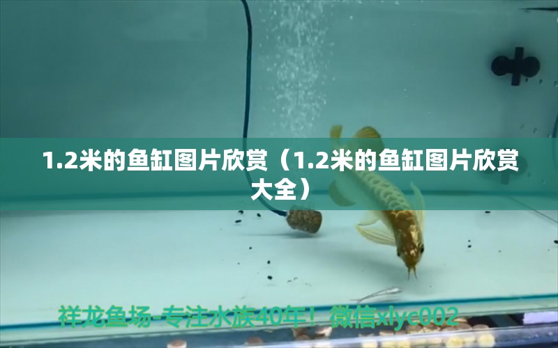 1.2米的魚缸圖片欣賞（1.2米的魚缸圖片欣賞大全）