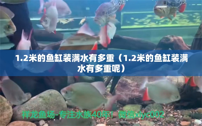 1.2米的魚缸裝滿水有多重（1.2米的魚缸裝滿水有多重呢）