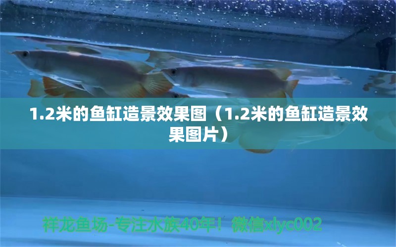 1.2米的魚(yú)缸造景效果圖（1.2米的魚(yú)缸造景效果圖片） 電鰻