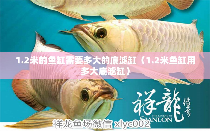 1.2米的魚缸需要多大的底濾缸（1.2米魚缸用多大底濾缸）