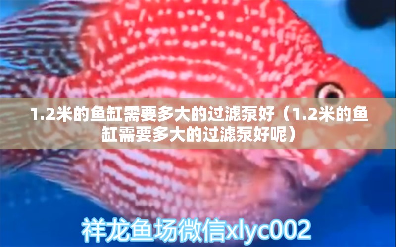 1.2米的魚(yú)缸需要多大的過(guò)濾泵好（1.2米的魚(yú)缸需要多大的過(guò)濾泵好呢）