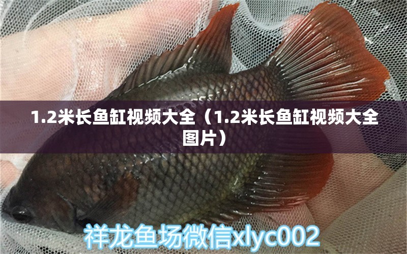 1.2米長魚缸視頻大全（1.2米長魚缸視頻大全圖片） 其他品牌魚缸